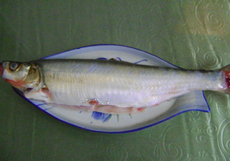 釣翹嘴魚(yú)用什么餌料好？翹嘴魚(yú)什么時(shí)候好釣