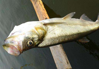 翹嘴魚(yú)是白條嗎？翹嘴魚(yú)和白條的區(qū)別