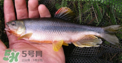 馬口魚多少錢一斤2017？野生馬口魚多少錢一斤？