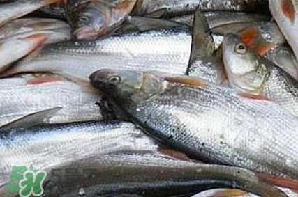 馬口魚(yú)怎么釣？馬口魚(yú)什么時(shí)候釣最好