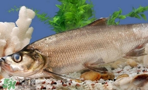 翹殼魚怎么做好吃？翹殼魚刺多嗎