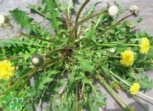 刺兒菜是蒲公英嗎？刺兒菜和蒲公英的區(qū)別