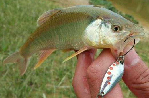 釣馬口魚用什么餌料？釣馬口魚用什么打窩？