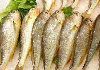 小黃魚可以養(yǎng)殖嗎？小黃魚能人工養(yǎng)殖嗎？