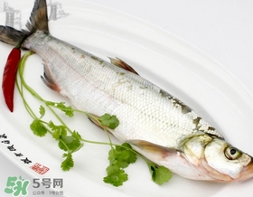 白條魚能長多大？白條魚可以長多大？