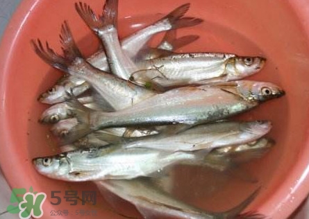 翹殼是什么魚？翹殼魚多少錢一斤2017？