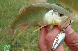 馬口魚怎么吃？馬口魚怎么做好吃？