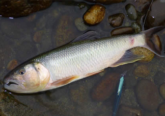 馬口魚多少錢一斤2017？野生馬口魚多少錢一斤？