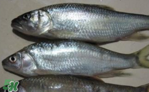 馬口魚(yú)喜歡吃什么？馬口魚(yú)一般生長(zhǎng)在什么地方