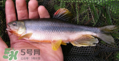 馬口魚能長多大？馬口魚最大能長多長？