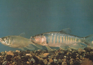 馬口魚是海魚嗎？馬口魚是什么魚