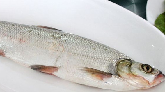 翹嘴魚(yú)是白條嗎？翹嘴魚(yú)和白條的區(qū)別