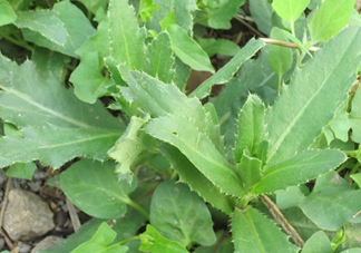 刺兒菜是蒲公英嗎？刺兒菜和蒲公英的區(qū)別