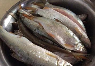 孕婦可以吃白條魚(yú)嗎？白條魚(yú)孕婦能吃嗎？