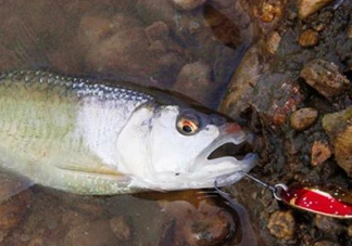 釣馬口魚用什么餌料？釣馬口魚用什么打窩？