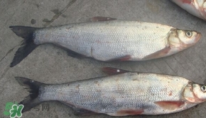 翹嘴魚(yú)是什么魚(yú)？翹嘴魚(yú)是淡水魚(yú)嗎