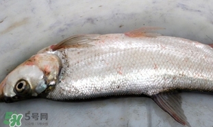 翹嘴魚(yú)是什么魚(yú)？翹嘴魚(yú)是淡水魚(yú)嗎