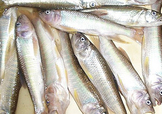 馬口魚怎么吃？馬口魚怎么做好吃？