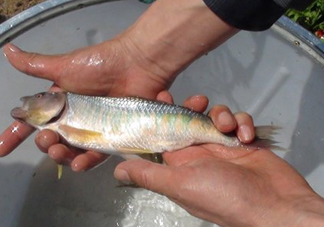 馬口魚喜歡吃什么？馬口魚一般生長(zhǎng)在什么地方