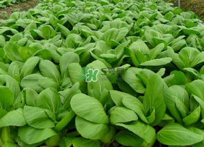 7月份種什么蔬菜？七月份適合種植哪些蔬菜？