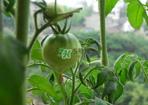 7月份種什么蔬菜？七月份適合種植哪些蔬菜？
