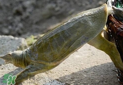 野生甲魚怎么養(yǎng)？野生甲魚如何養(yǎng)