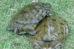 野生甲魚吃什么？野生甲魚幾年可以長(zhǎng)5斤？