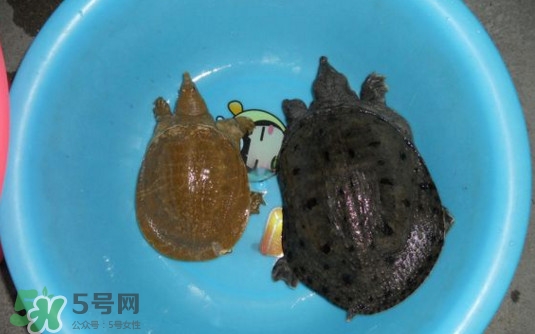 如何區(qū)分野生甲魚？野生甲魚辨識圖片