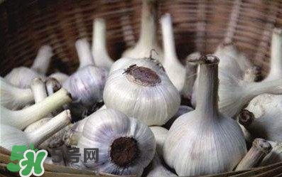 新蒜頭怎么保存不發(fā)芽？新蒜頭怎么存放