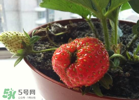 6月份可以種草莓嗎？草莓6月份可以種植嗎？