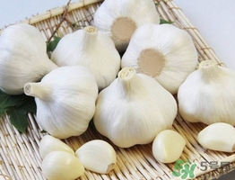 新蒜頭什么時(shí)候上市？新蒜頭幾月份上市