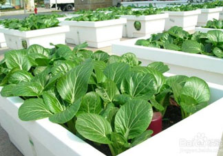 7月份種什么蔬菜？七月份適合種植哪些蔬菜？