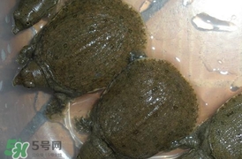 野生甲魚吃什么？野生甲魚幾年可以長(zhǎng)5斤？