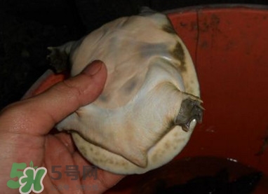 如何區(qū)分野生甲魚？野生甲魚辨識圖片