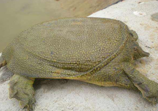 如何區(qū)分野生甲魚？野生甲魚辨識(shí)圖片