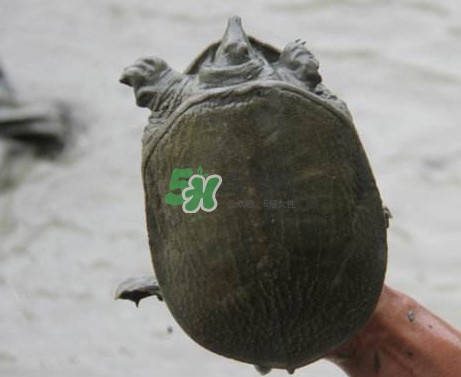 甲魚不能和什么一起吃？甲魚不能跟什么食物一起吃