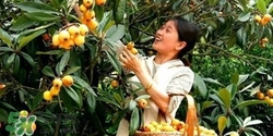 孕婦怎么吃枇杷好？孕婦能吃枇杷膏嗎？