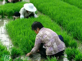 芒種種什么？芒種種什么疏菜？