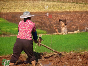 芒種種什么？芒種種什么疏菜？