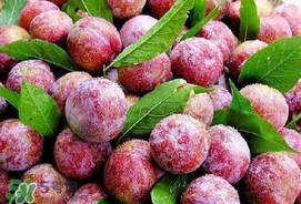 芒種吃什么水果？芒種吃什么水果好？