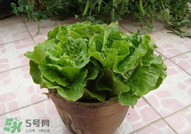 六月份可以種生菜嗎？夏天可以種生菜嗎？