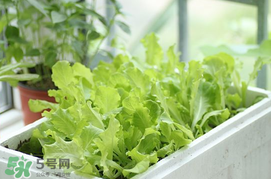 六月份可以種生菜嗎？夏天可以種生菜嗎？