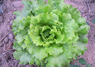 六月份可以種生菜嗎？夏天可以種生菜嗎？