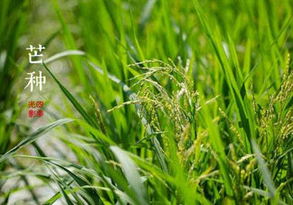 2017年芒種會下雨嗎？2017年芒種雨好嗎？