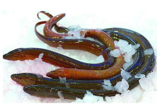 鱔魚死了多久不能吃？剛死的鱔魚能吃嗎？
