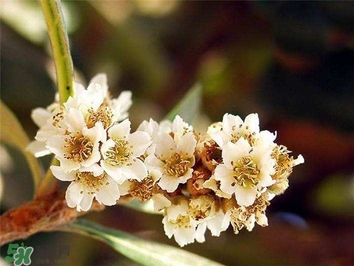 枇杷花怎么煲湯？枇杷花煲湯搭配什么最佳？