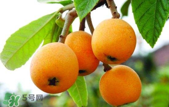 孕婦能吃枇杷嗎？孕婦吃枇杷對胎兒好嗎？