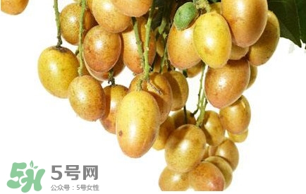 黃皮果怎么扦插？黃皮果種植技術(shù)