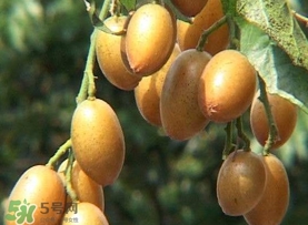 雞心黃皮幾年才掛果？雞心黃皮如何種植管理