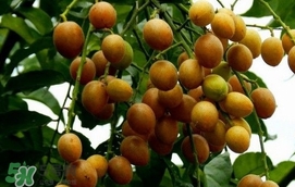 黃皮果怎么扦插？黃皮果種植技術(shù)